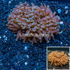 Hammer Coral Australia (click for more detail)