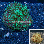 Hammer Hybrid Coral Australia (click for more detail)