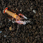 Red Snapping Shrimp (click for more detail)