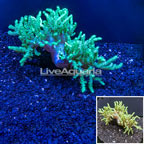 Sinularia Finger Leather Coral Australia (click for more detail)