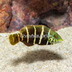 Barred Thicklip Wrasse, Juvenile  (click for more detail)