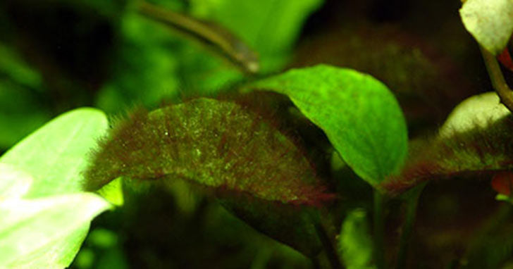 10 Ways to Say “Adios” to Algae