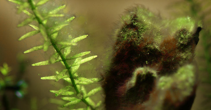 Algae: Improve Water Quality to Reduce Nuisance Algae