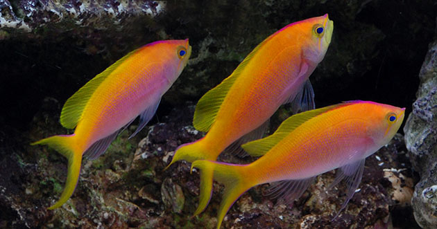 An Inside Look at the Marine Fish Industry