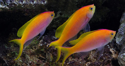 An Inside Look at the Marine Fish Industry