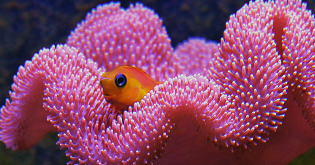 Ethical Marine Aquarium & Freshwater Aquarium Ownership