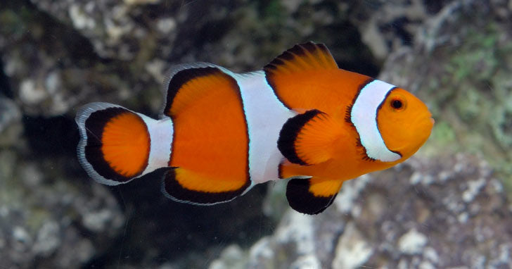 The Importance of a Quarantine Tank