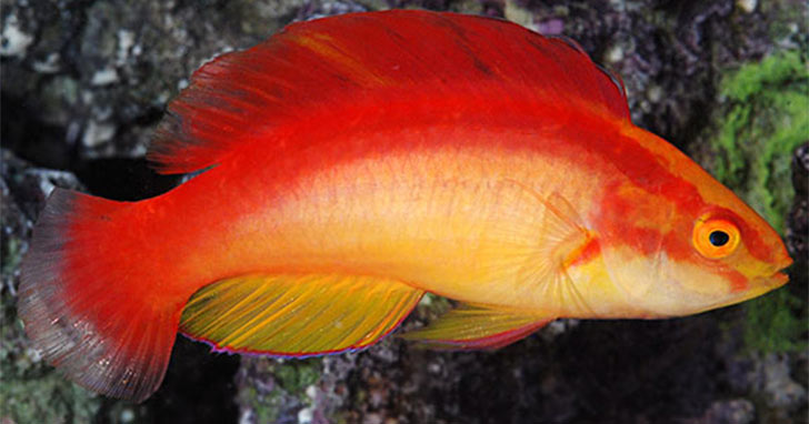 Marine Aquarium Fish Genus Profile: Wrasses of the Genus Cirrhilabrus