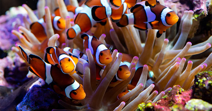 Captive-Bred Aquatic Life