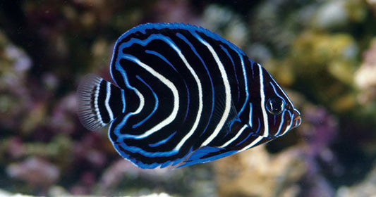 New Arrival Acclimation Guide