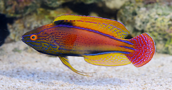 Importance of Water Changes in Aquariums