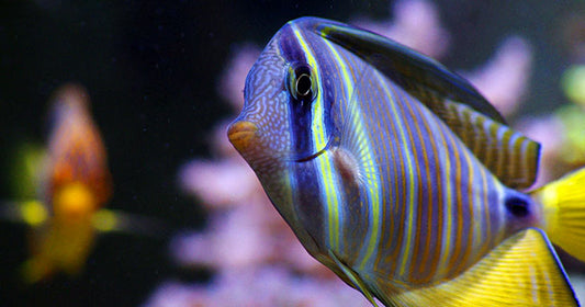 Quarantine Tanks: Manage Fish & Coral Health