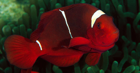 Advancements in Aquarium Filtration - Chemical Filtration
