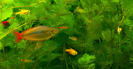 Aquarium Essentials Overview