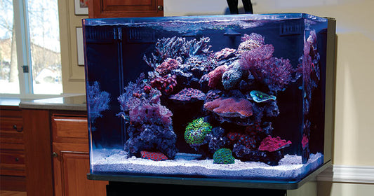 Expert Aquarium Placement Tips
