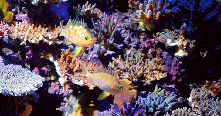 Saltwater Filtration: How Protein Skimmers Enhance Aquarium Filtration