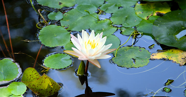 How to Maintain Proper Pond Oxygen Content