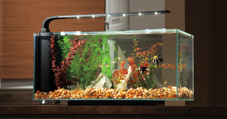 Upgrading Your Starter Aquarium
