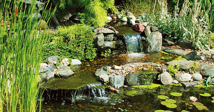How to Build a Backyard Wildlife Habitat
