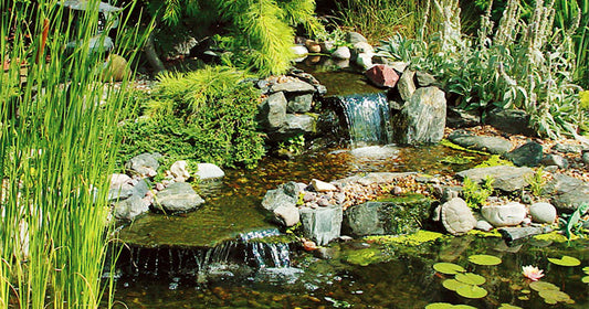 How to Build a Backyard Wildlife Habitat