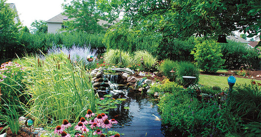Summer Pond Care