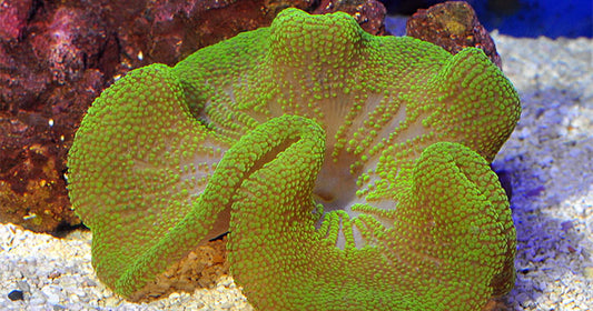 LiveAquaria® Diver's Den® WYSIWYG Store Quarantine Procedures for Anemones