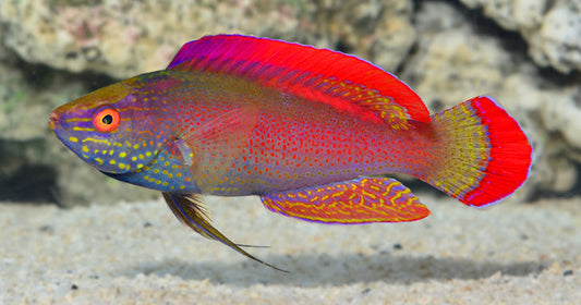 The Best Reef Wrasses