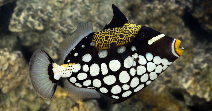 Fish-Only-With-Reef-Rock Aquariums