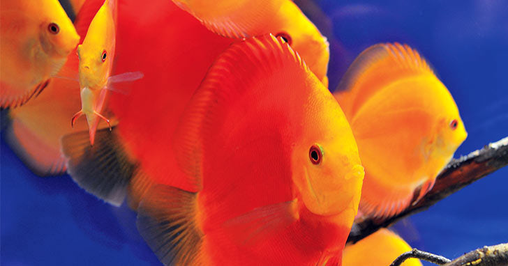 Discus Species Profile and Basic Care Guide