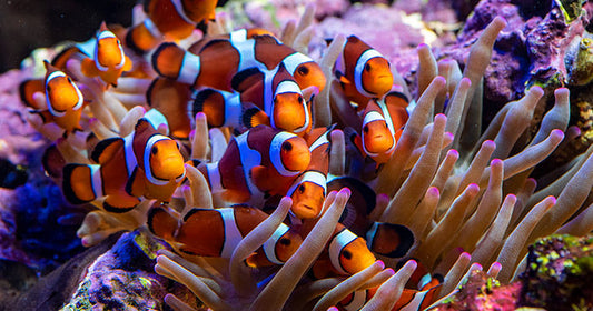 The Dangers of Overfeeding Fish