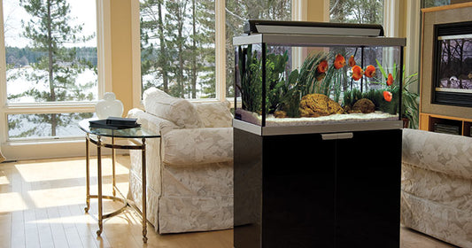 How to Move Your Aquarium