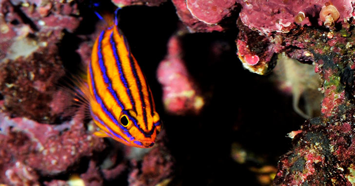 Aquarium Temperature Management: Prevent a Warm Water Disaster ...