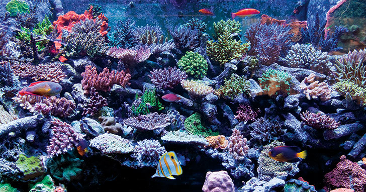 Reef Supplements Overview