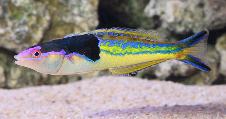 Pencil Wrasse of the Genus Pseudojuloides