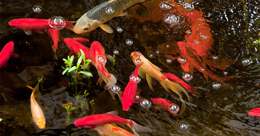 Pond Fish Food Overview