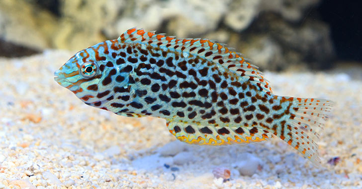 Leopard Wrasse of the Genus Macropharyngodon