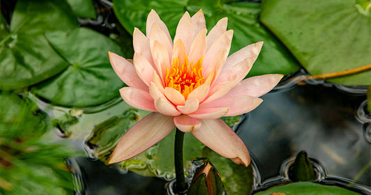 Live Plants for Your Pond: Our Guide to Planning and to Ordering
