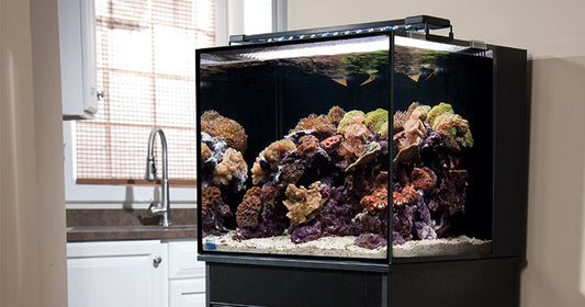 Going on Vacation? Automate Basic Aquarium Functions