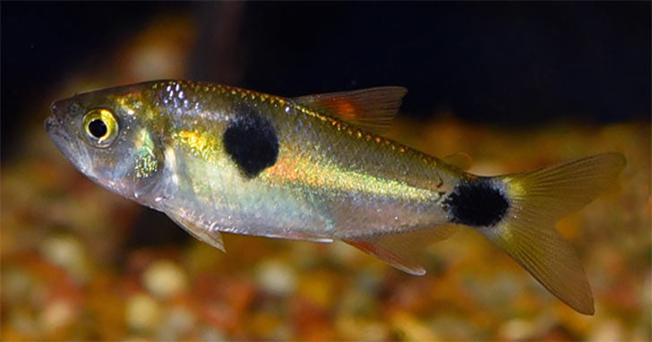 Ammonia & the Nitrogen Cycle: Keep Your Aquarium Healthy