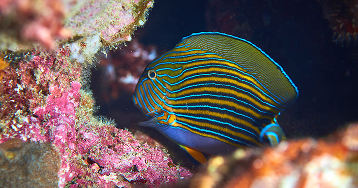 Marine Velvet Disease and How to Tackle It