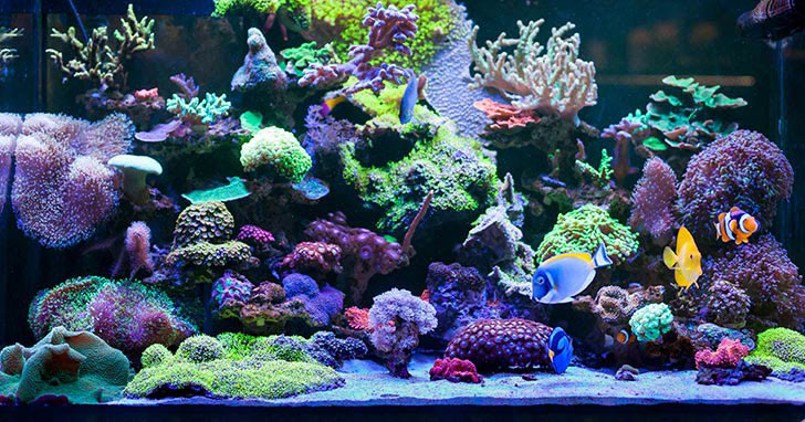 Aquarium Kits: An Ideal Solution for a First Saltwater Aquarium