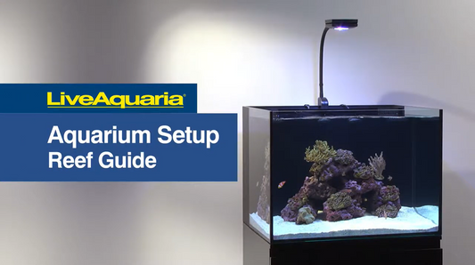 Reef Aquarium Setup