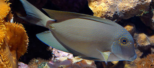 Aquarium Water Testing Methods, Results and Interpretation