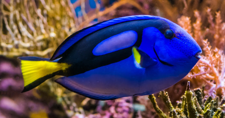 The Blue Tang