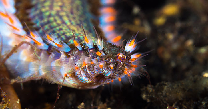How to Rid Your Saltwater Tank of Bristle Worms