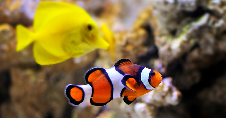 Choosing the Right Fish for Your Freshwater Aquarium