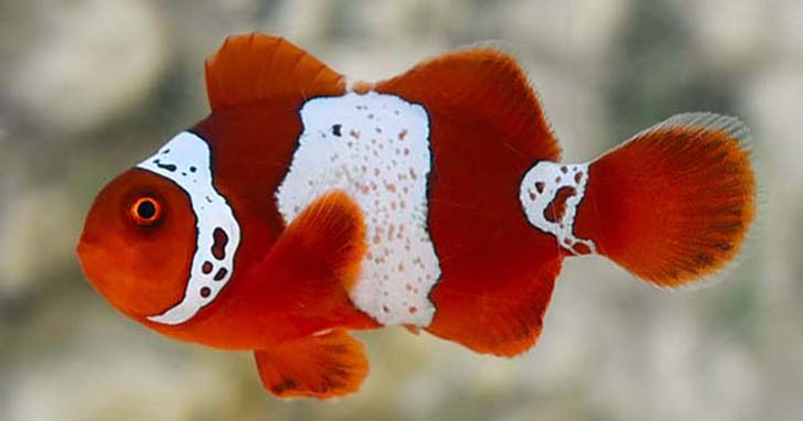 Clownfish Care: Finding Nemo...In Your Home