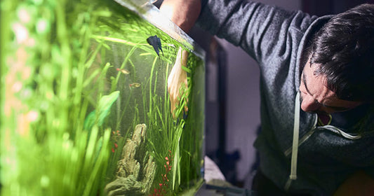 Control Algae by Controlling Phosphate