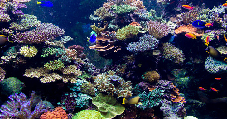 Step Into the Wonderful World of Corals