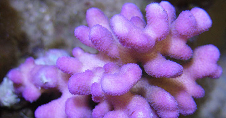 Calcium Supplementation in Reef Aquariums - An Introduction